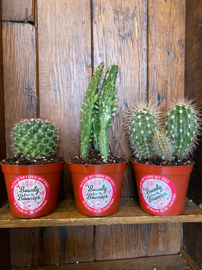 Assorted Cacti