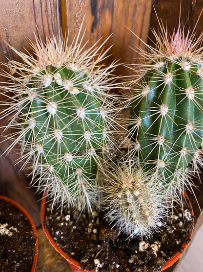 Assorted Cacti