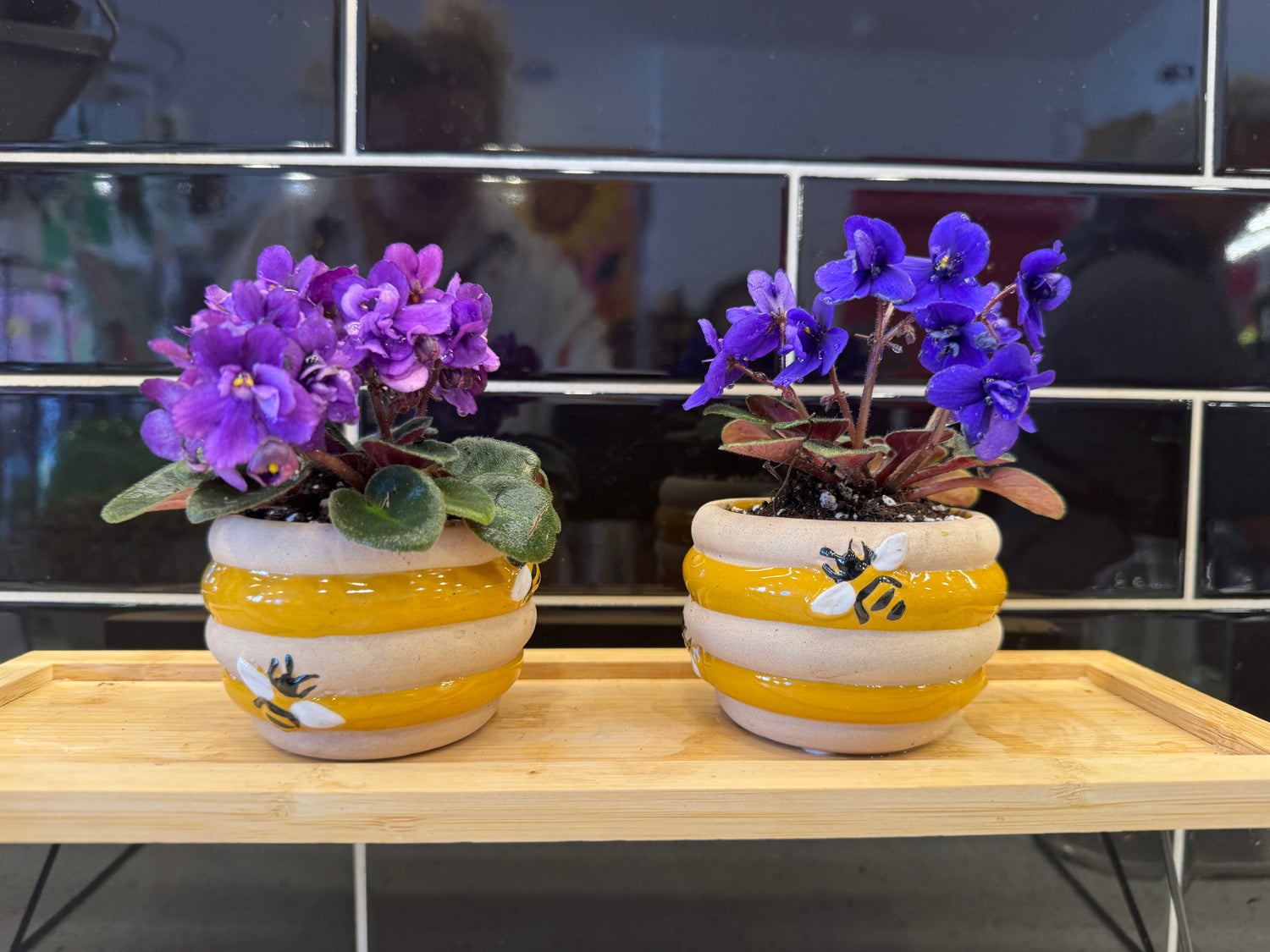 Mini African Violets in Bee Pot