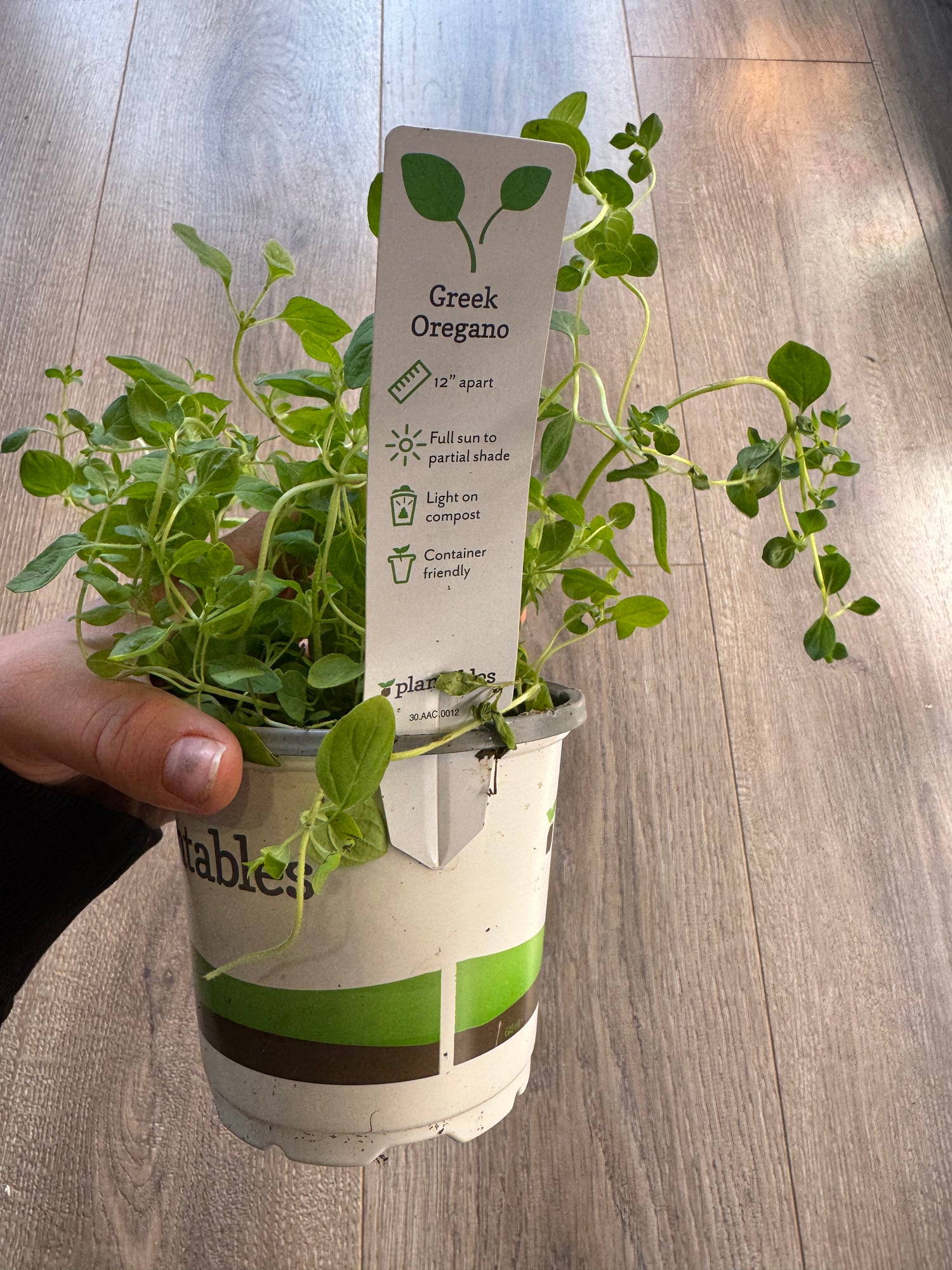 Greek Oregano