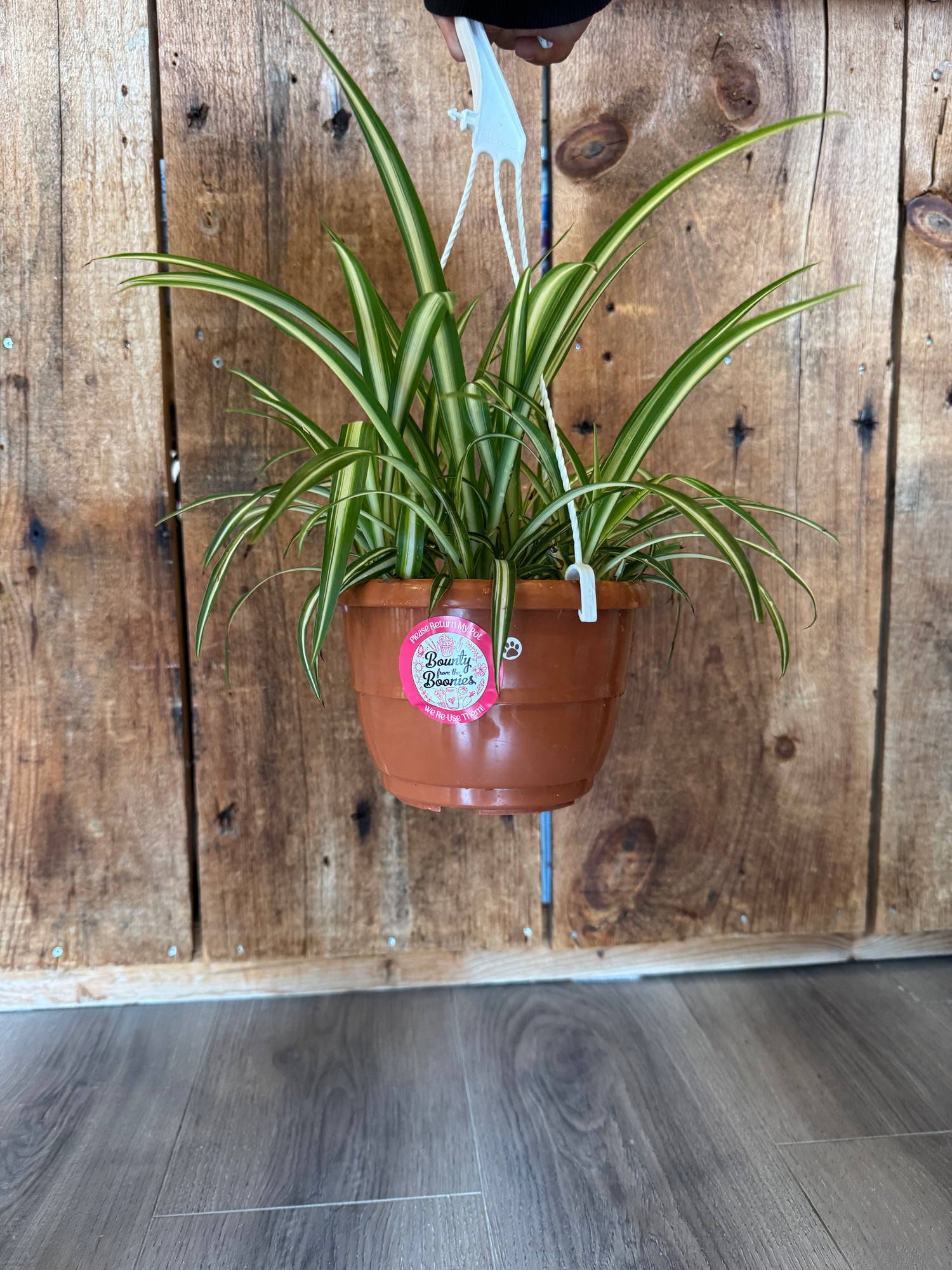 Spider Plant Hanging Basket