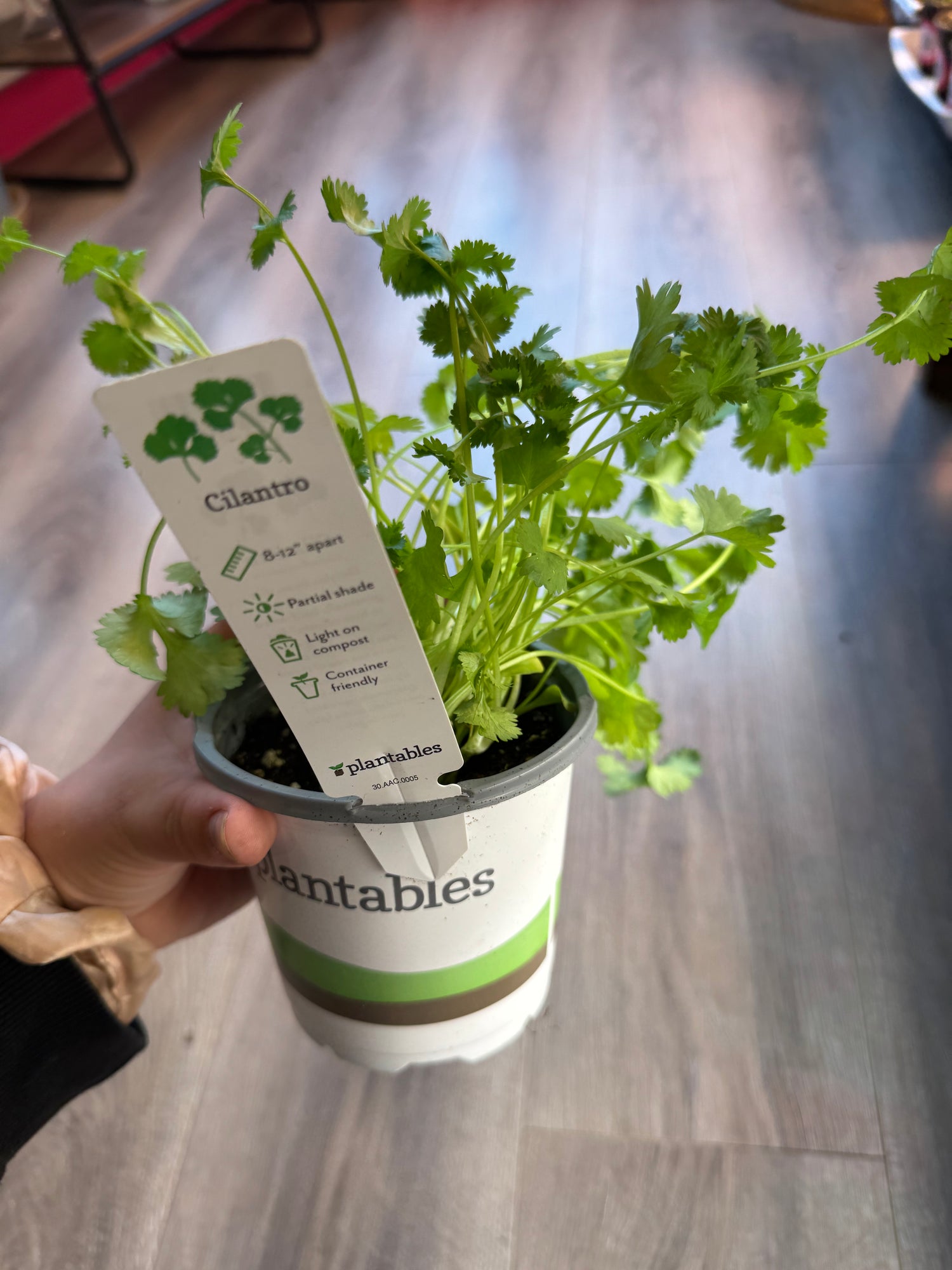 Cilantro