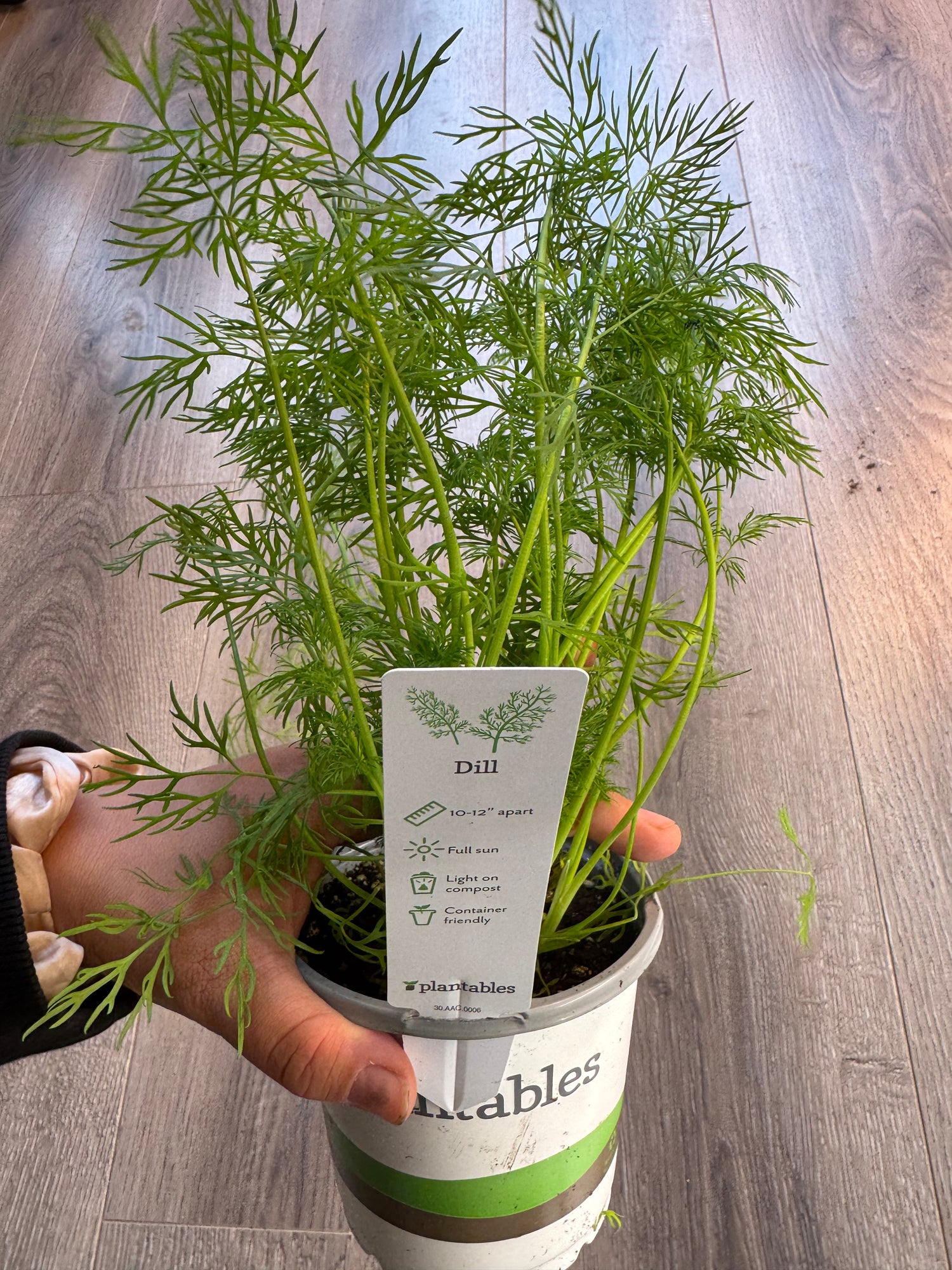 Dill