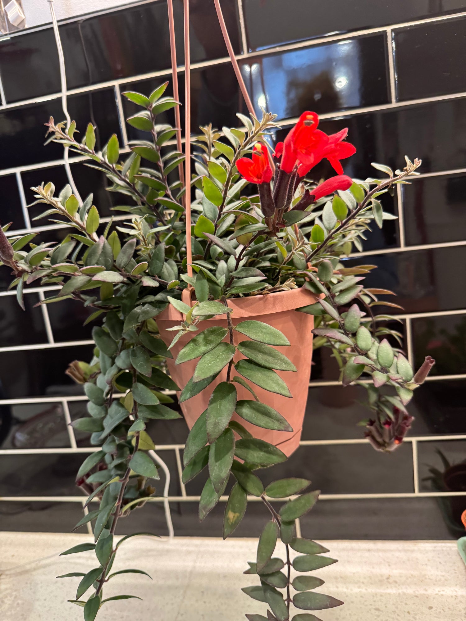 Hanging Lipstick Plant “Krakau”