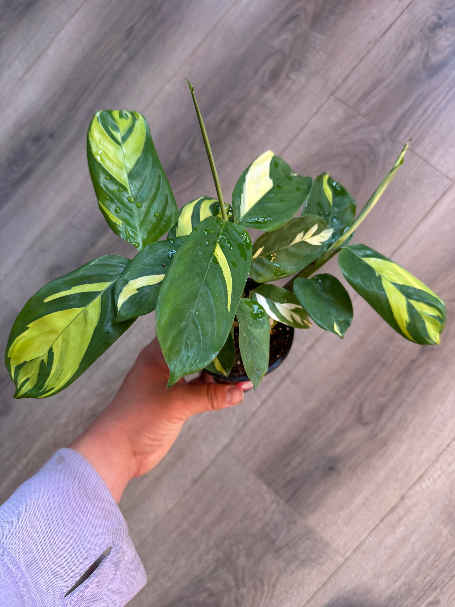 Ctenanthe lubbersiana golden mosaic