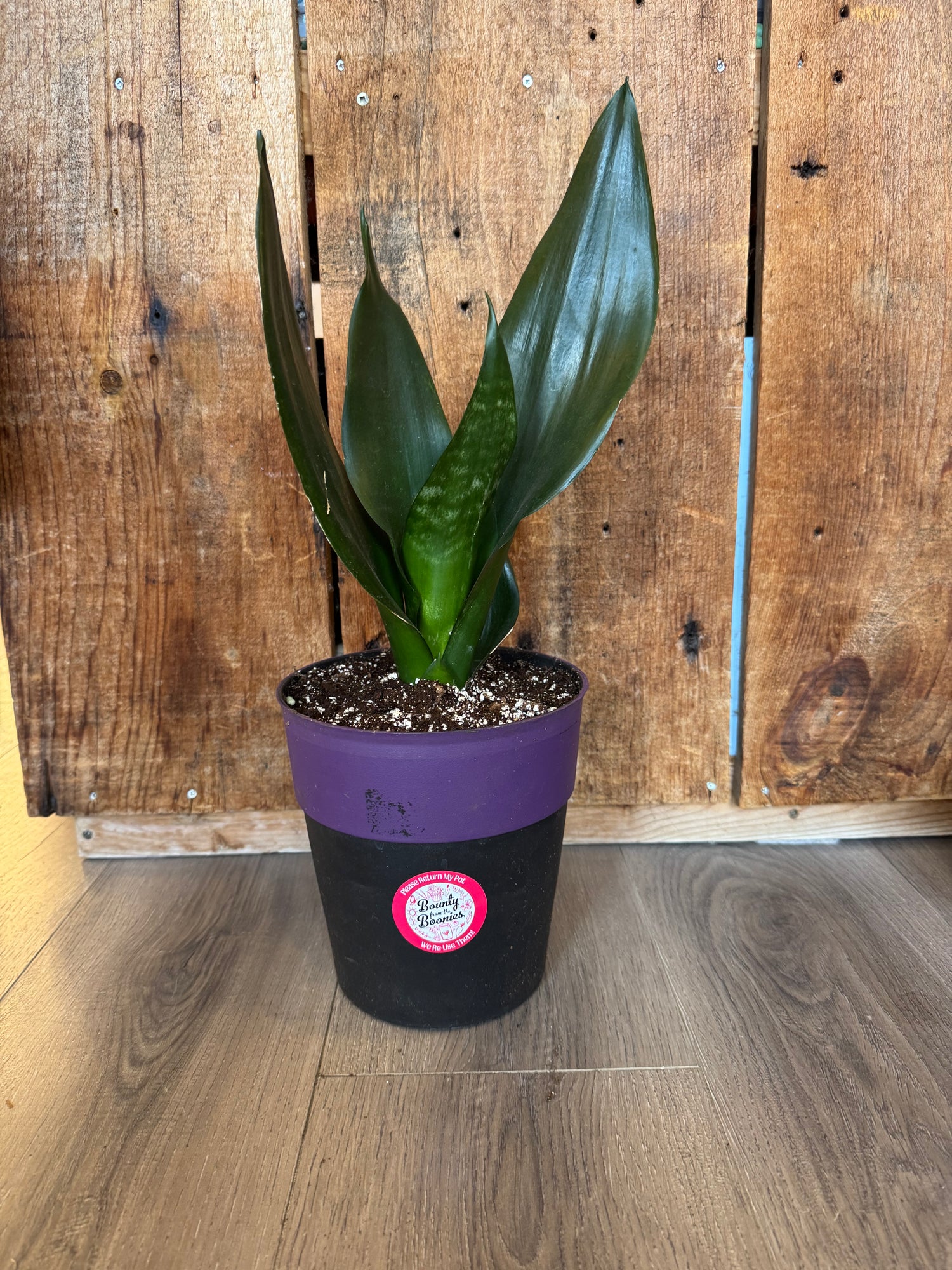 Snake Plant, Sansevieria trifasciata "Black Diamond"