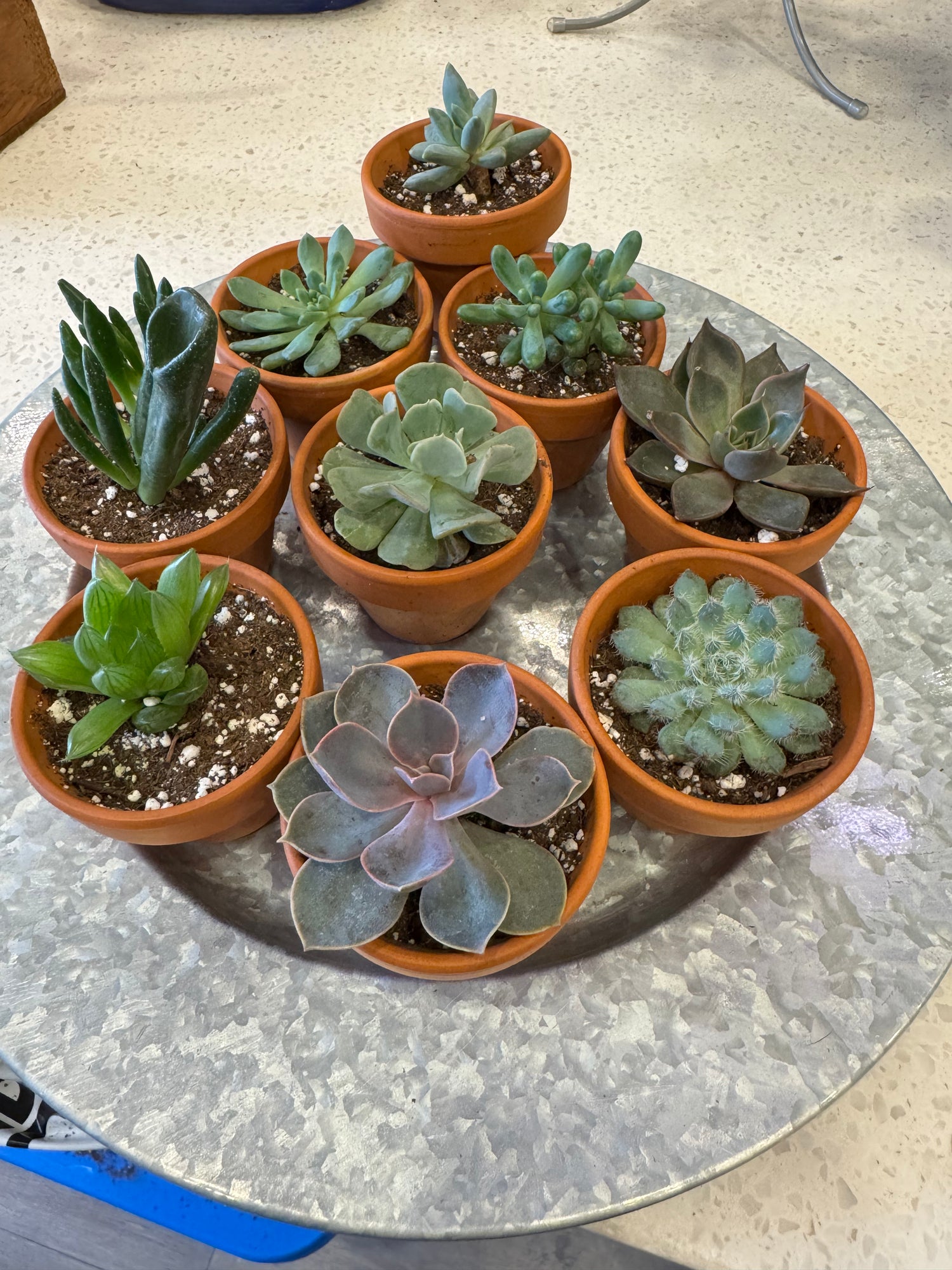 Potted Succulent in Terracotta Pot