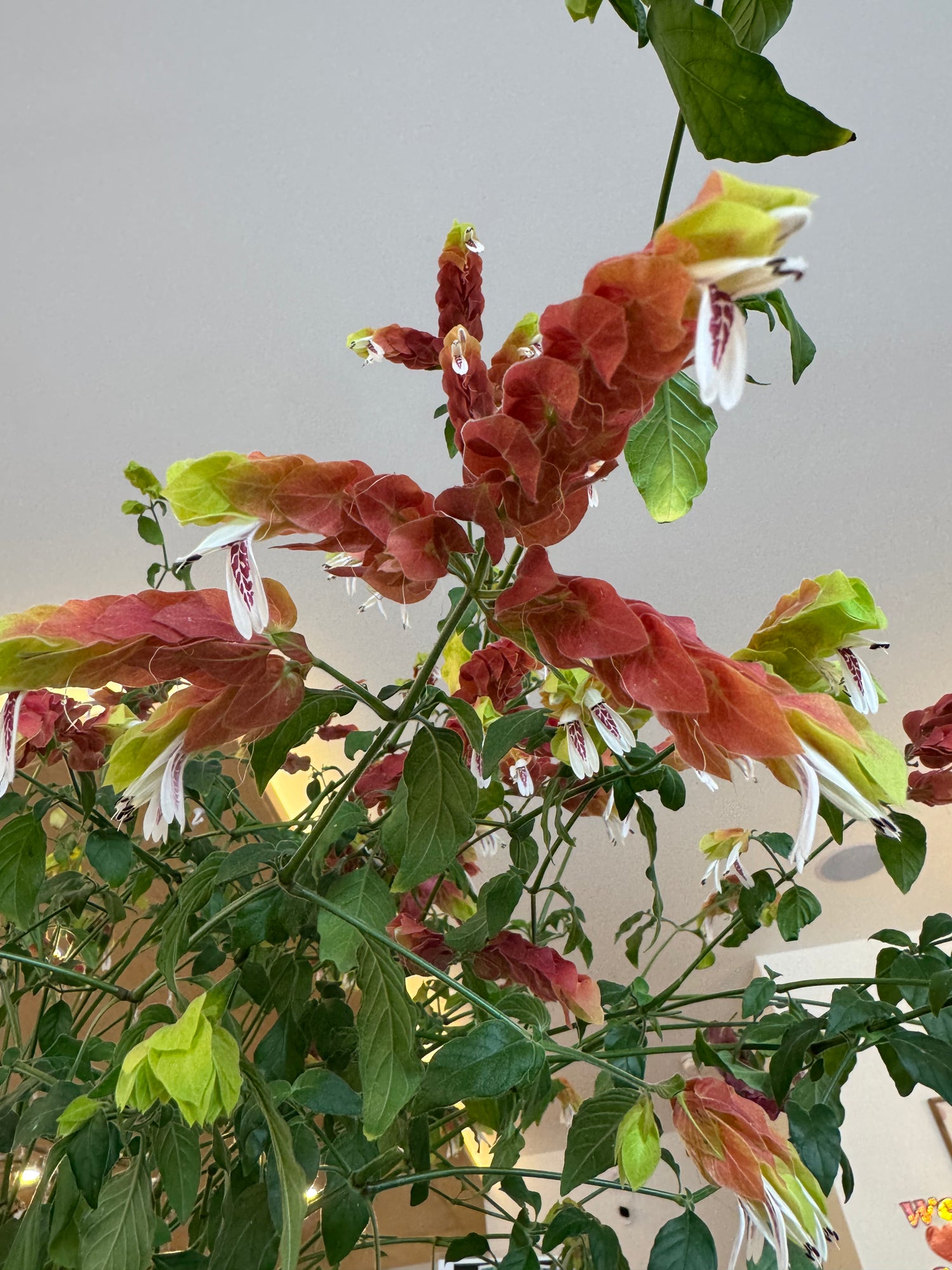 Shrimp Plant potted in Blue-Grey Textured Pot