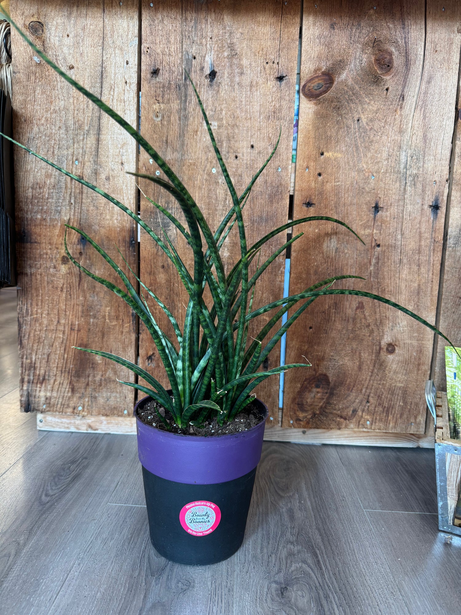 Sansevieria Fernwood
