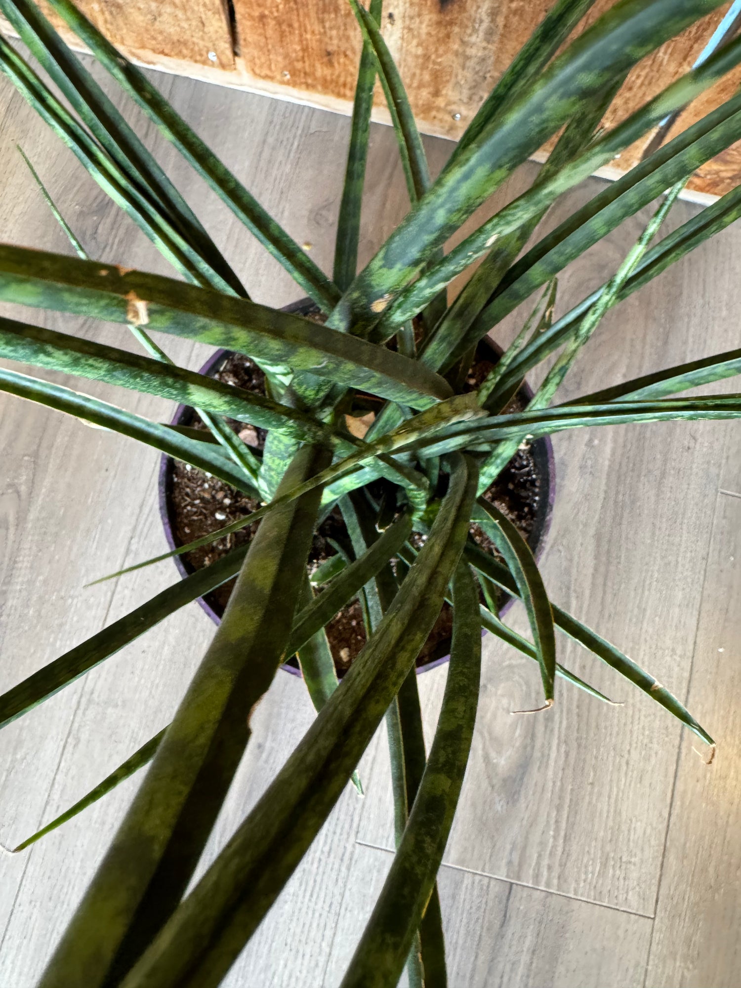 Sansevieria Fernwood