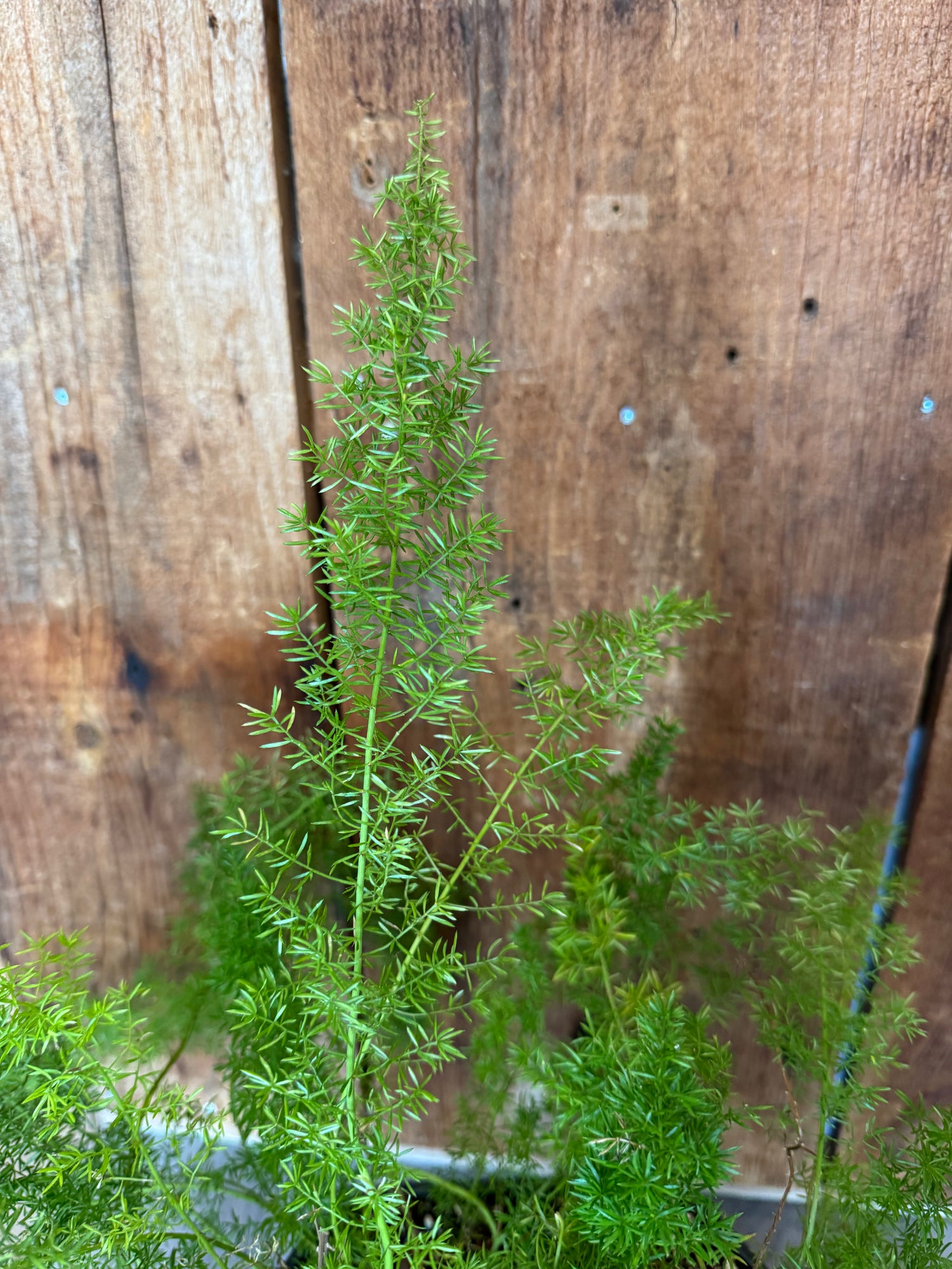 Foxtail Fern