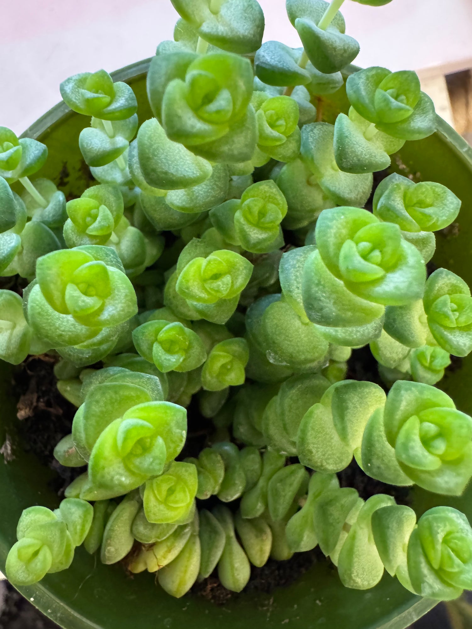 Baby Necklace Crassula muscosa