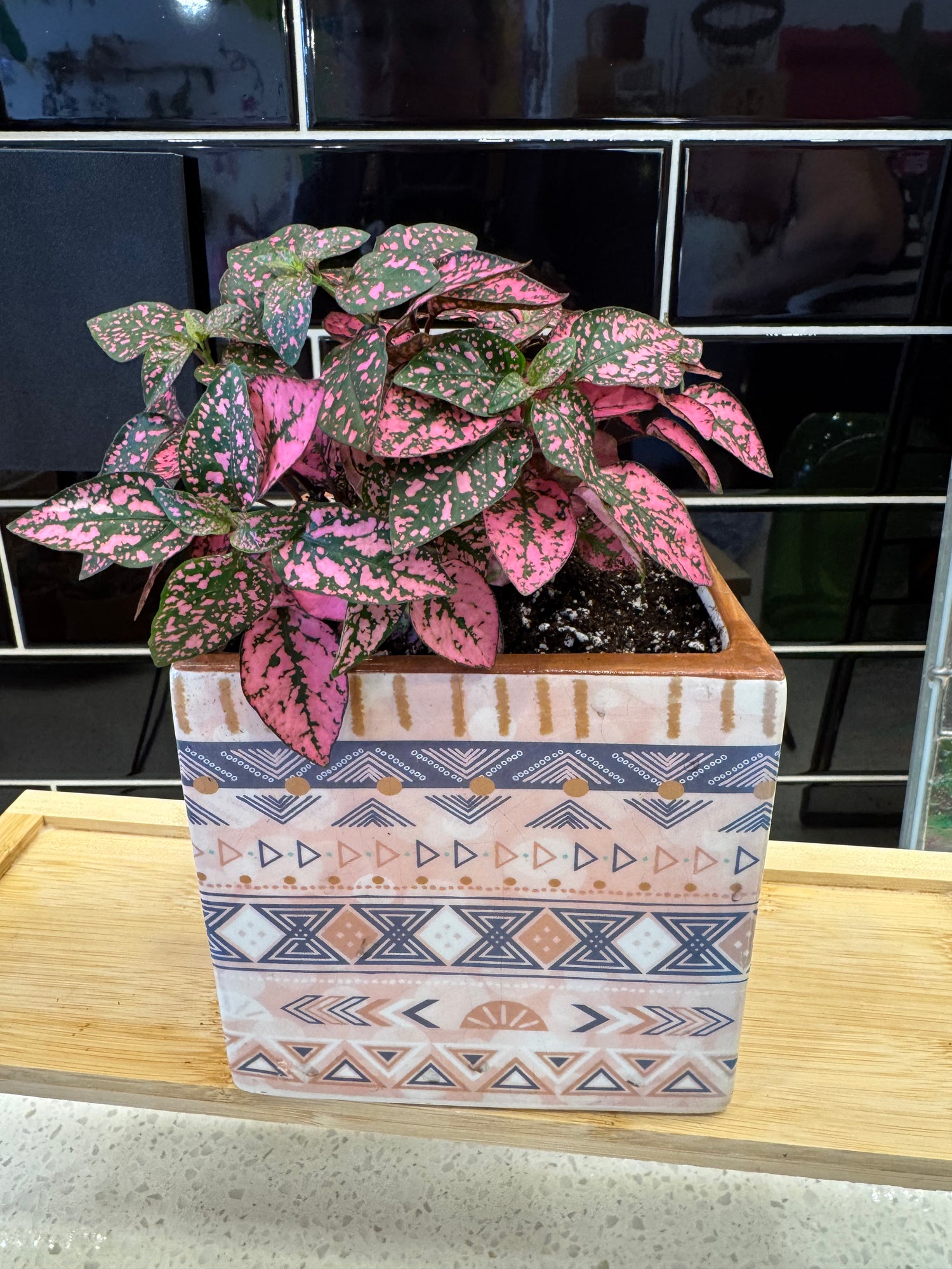 Potted Pink Polka Dot Plant Planted in Multicolour Cube Pot