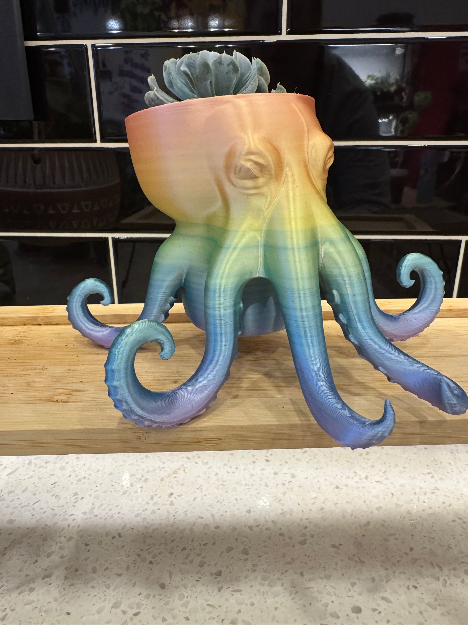 Potted Rainbow Octopus Succulent