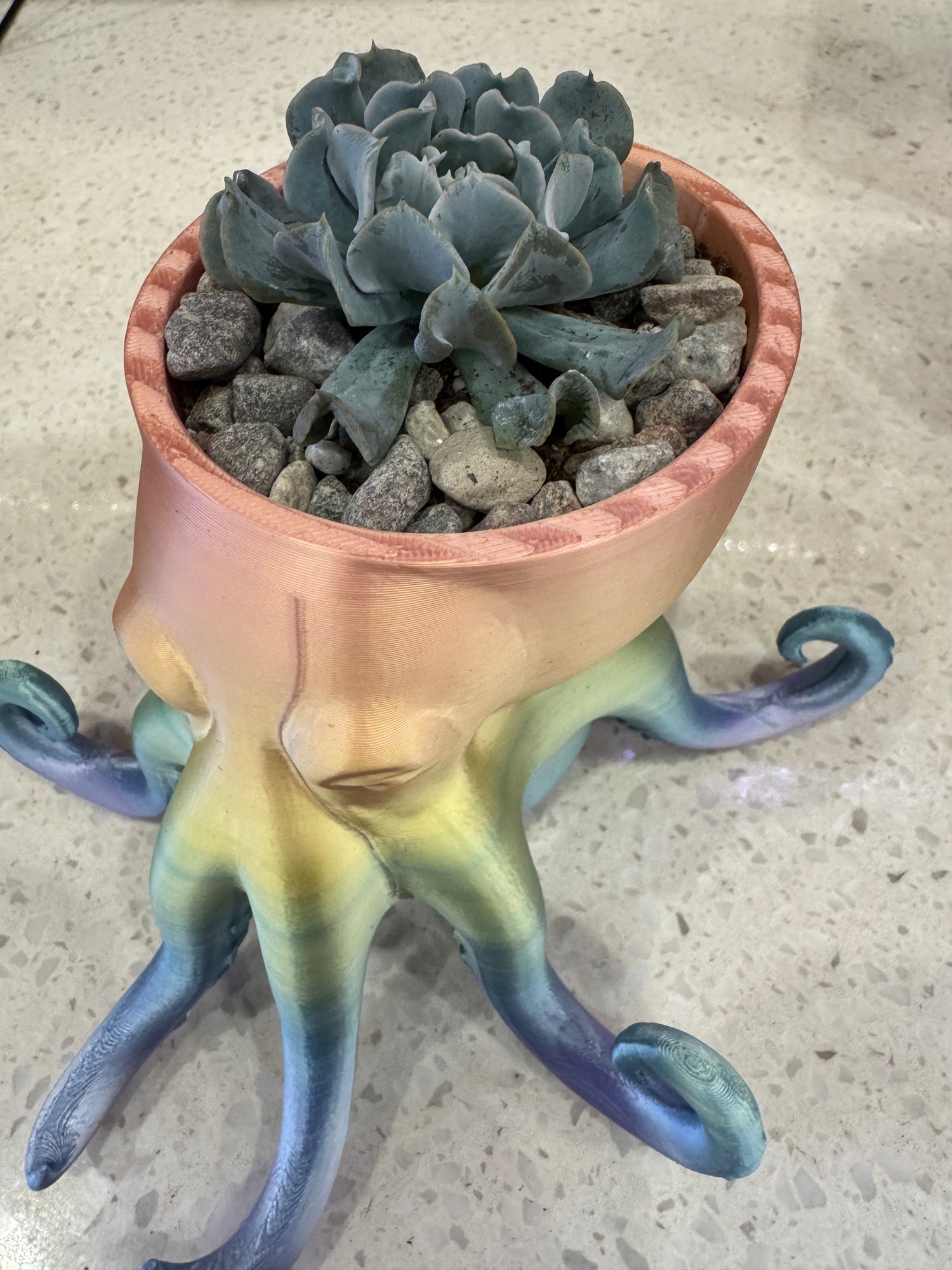 Potted Rainbow Octopus Succulent