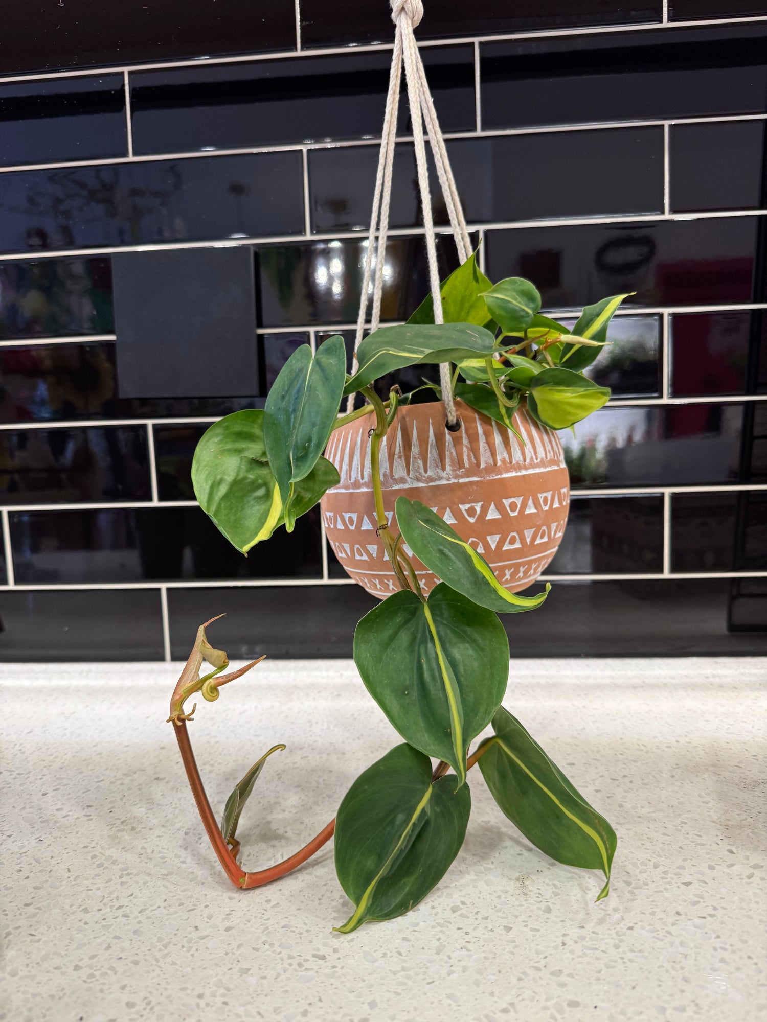 Philodendron Brazil planted in Terracotta Hanging Planter Pot