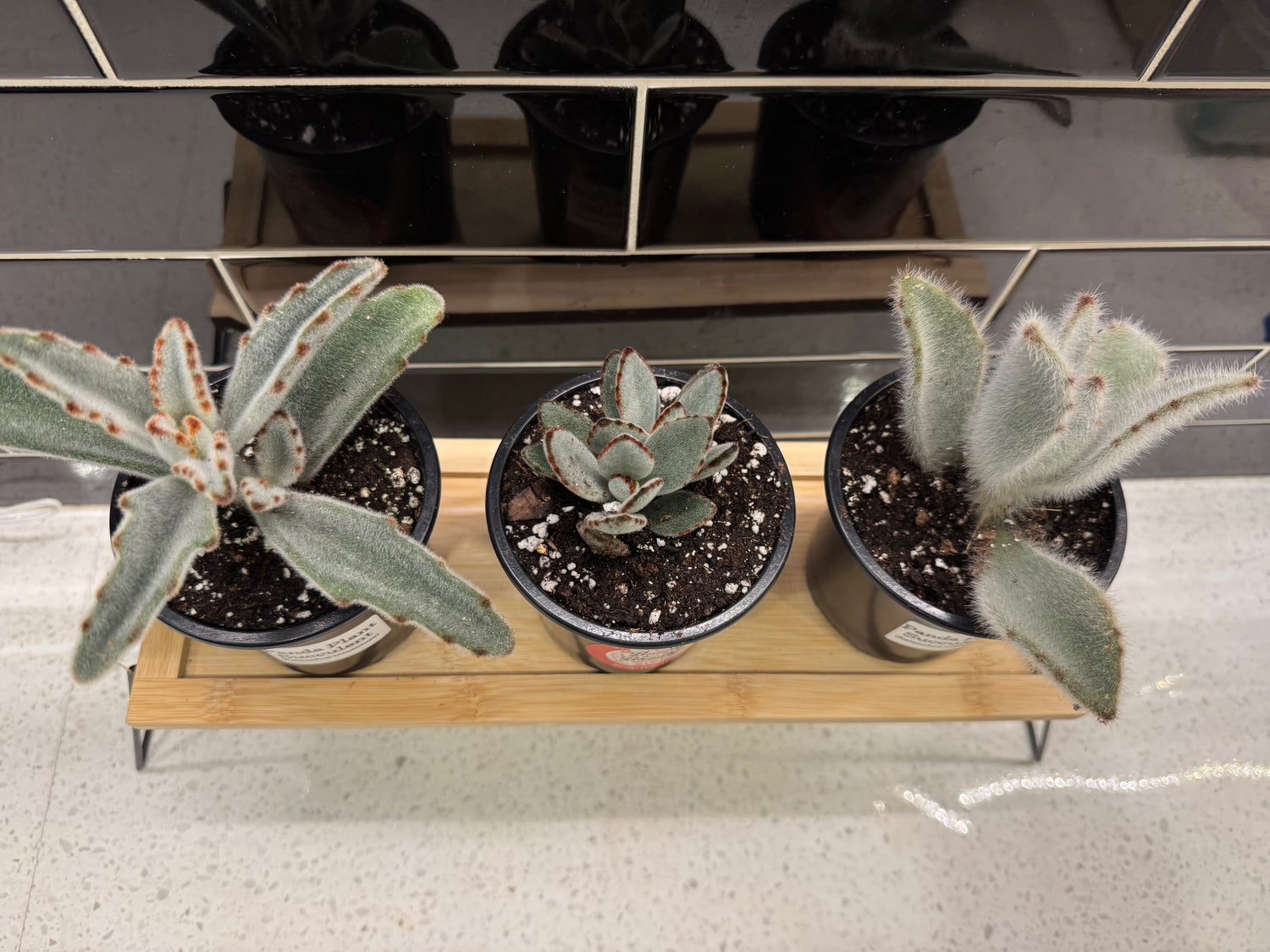Panda Plant Succulent, Kalanchoe tomentosa