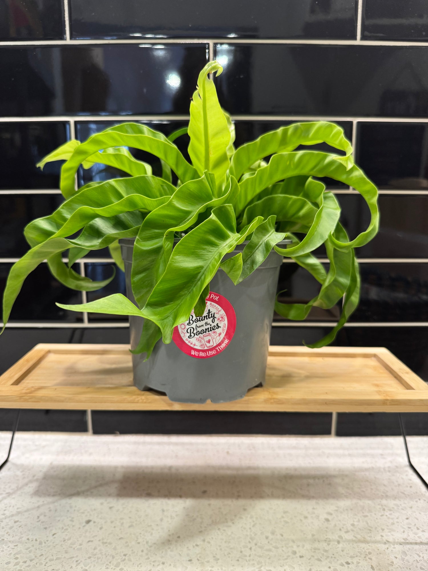 Birds Nest Fern, Hurricane