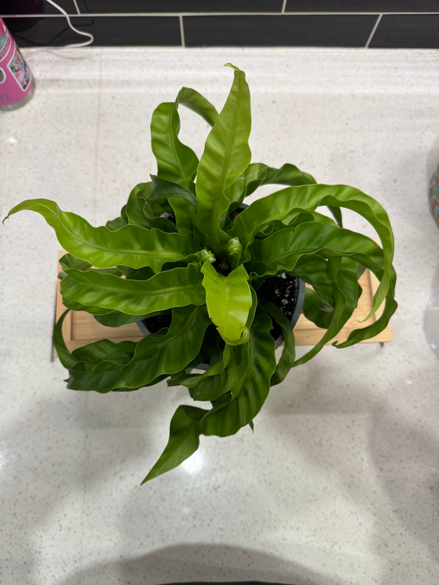Birds Nest Fern, Hurricane