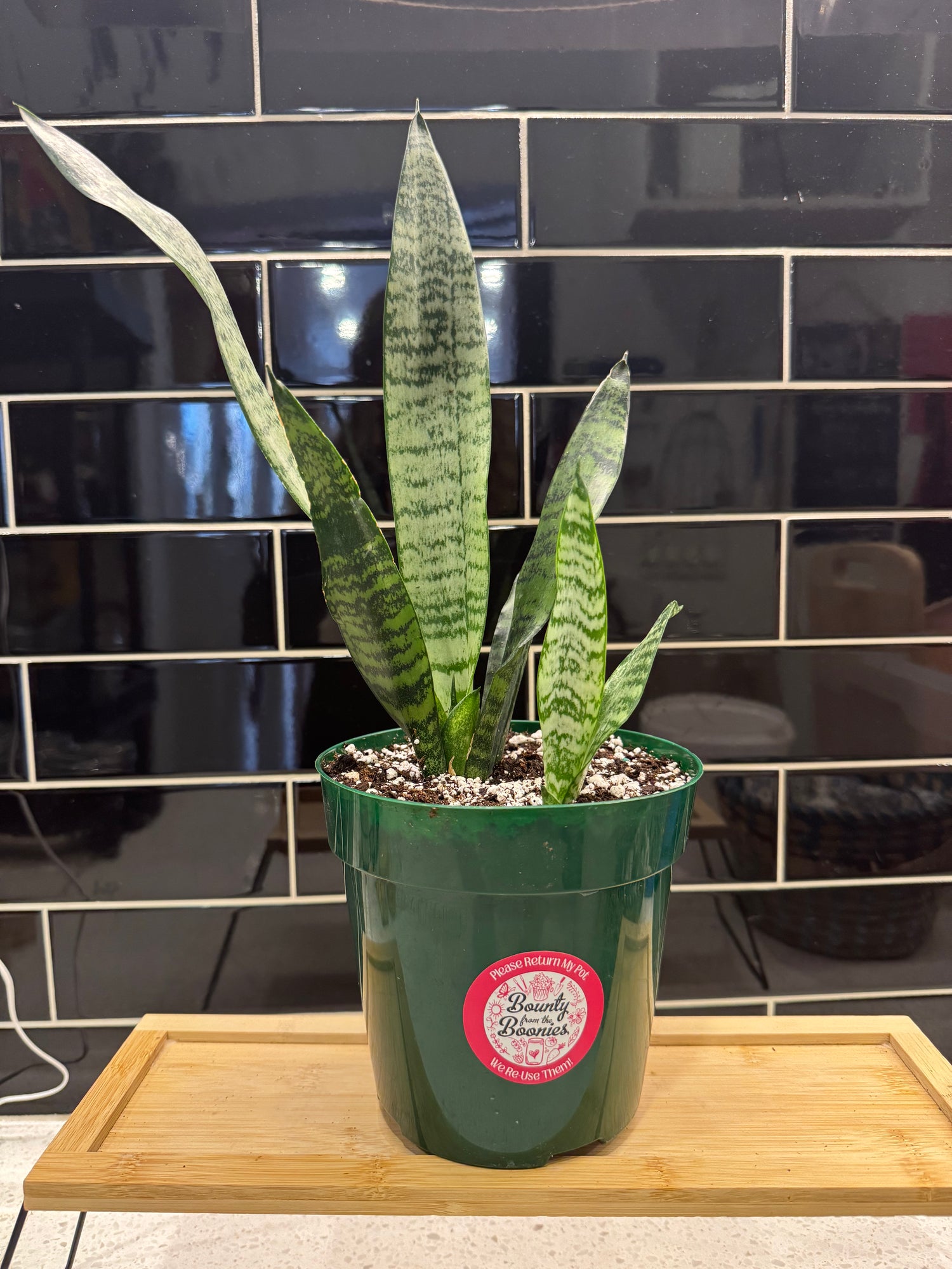 Snake Plant, Sansevieria Futura Robusta
