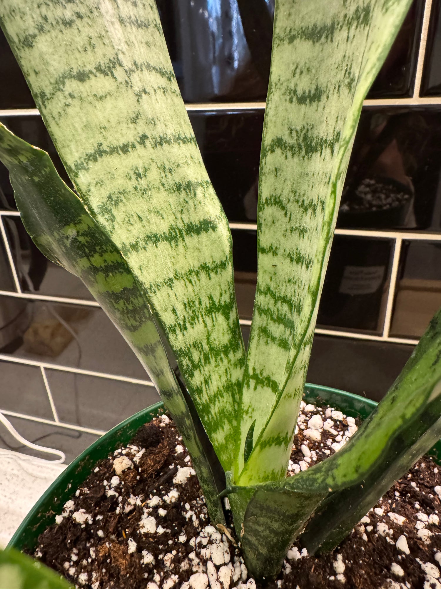 Snake Plant, Sansevieria Futura Robusta