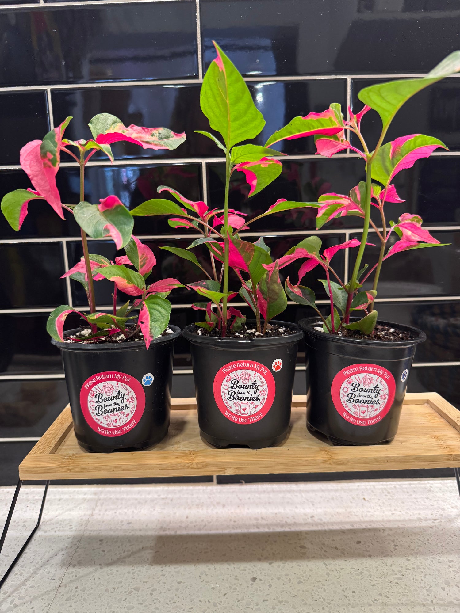 Alternanthera Party Time! 4" pot