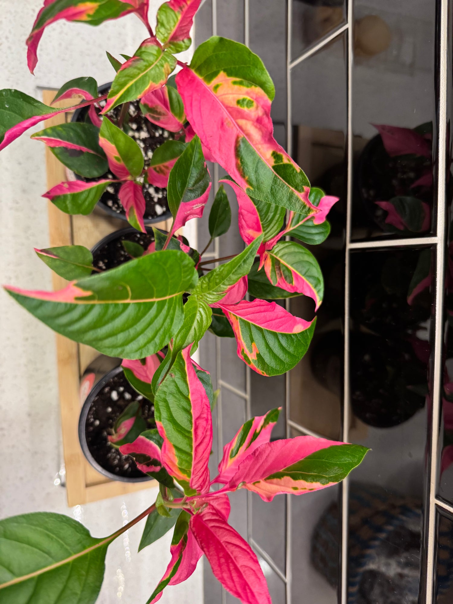 Alternanthera Party Time! 4" pot
