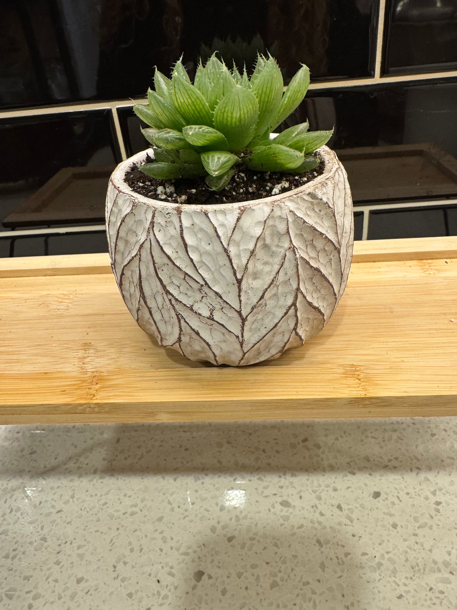 Haworthia Cooperi potted in Small Willow Pot