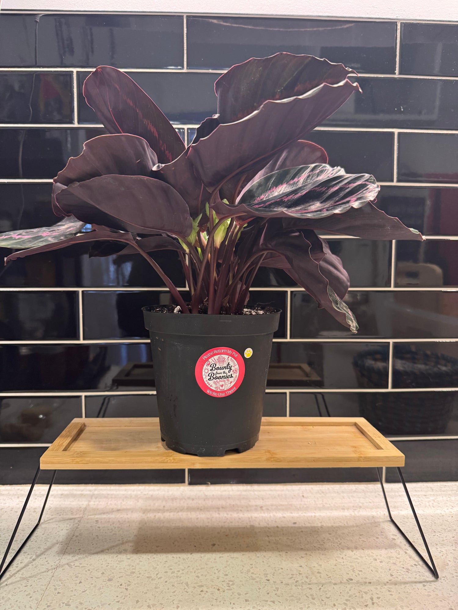 Calathea Roseopicta “Dottie”