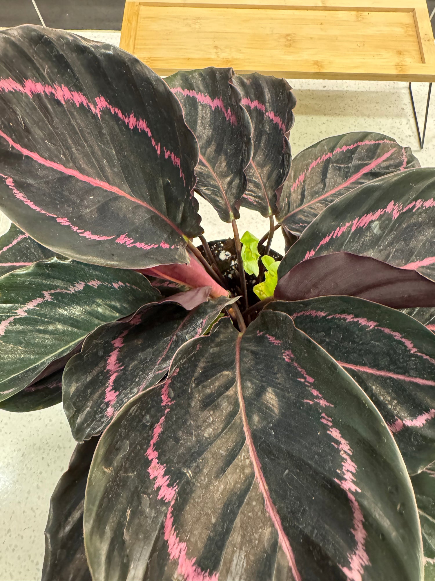 Calathea Roseopicta “Dottie”