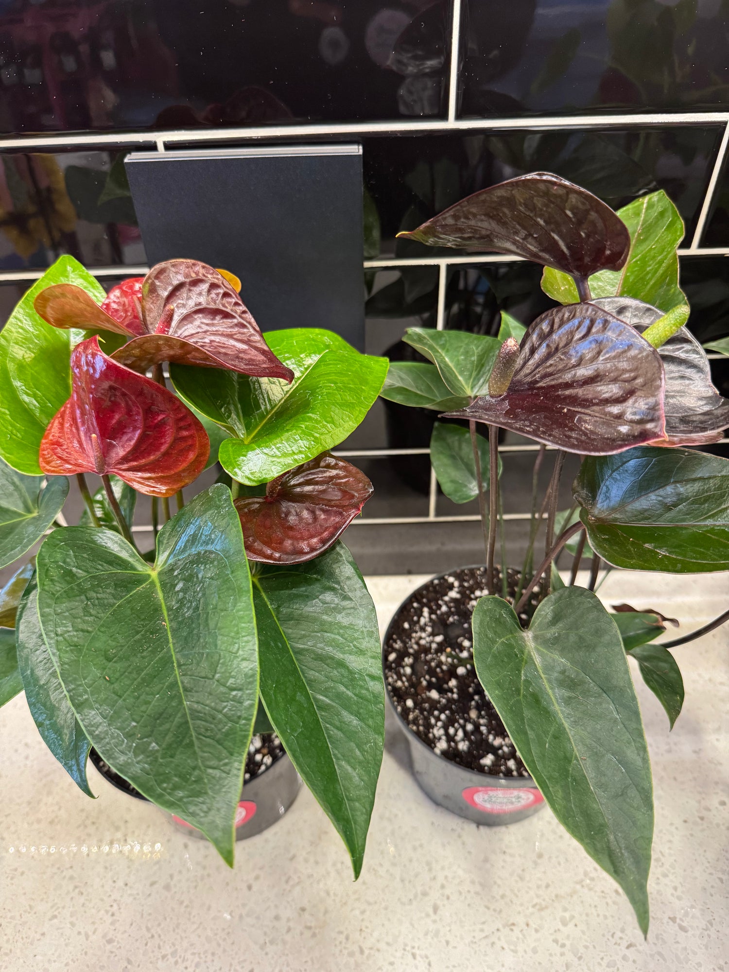 Anthurium