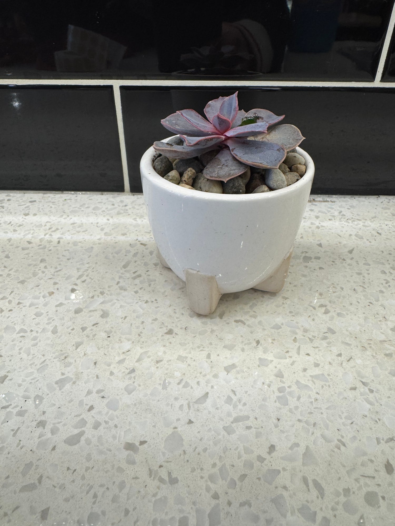 Potted Succulent in White Pot with Legs