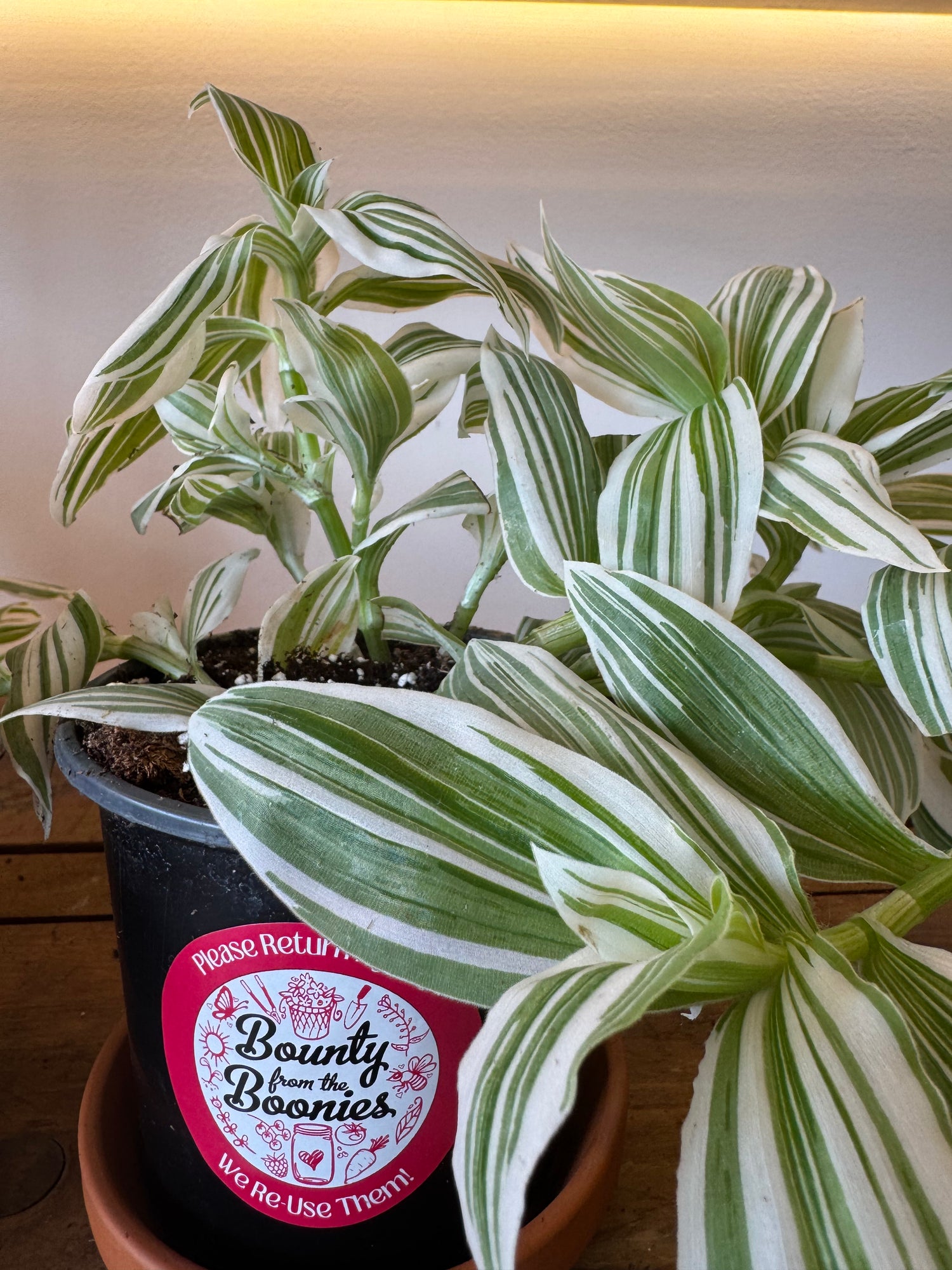 Tradescantia Fluminensis, White Pistachio