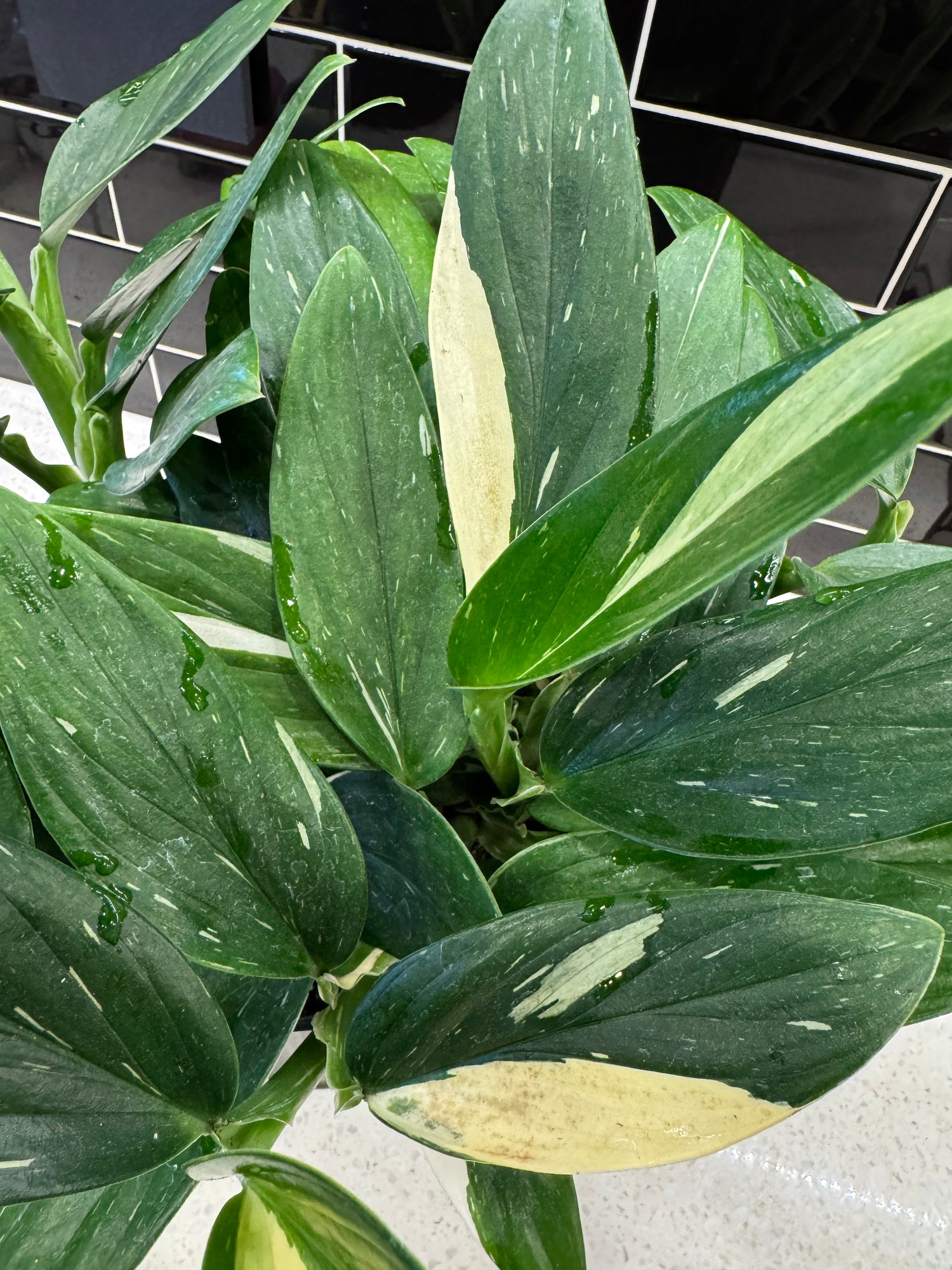 Monstera Cobra, monstera standleyana albo-variegata