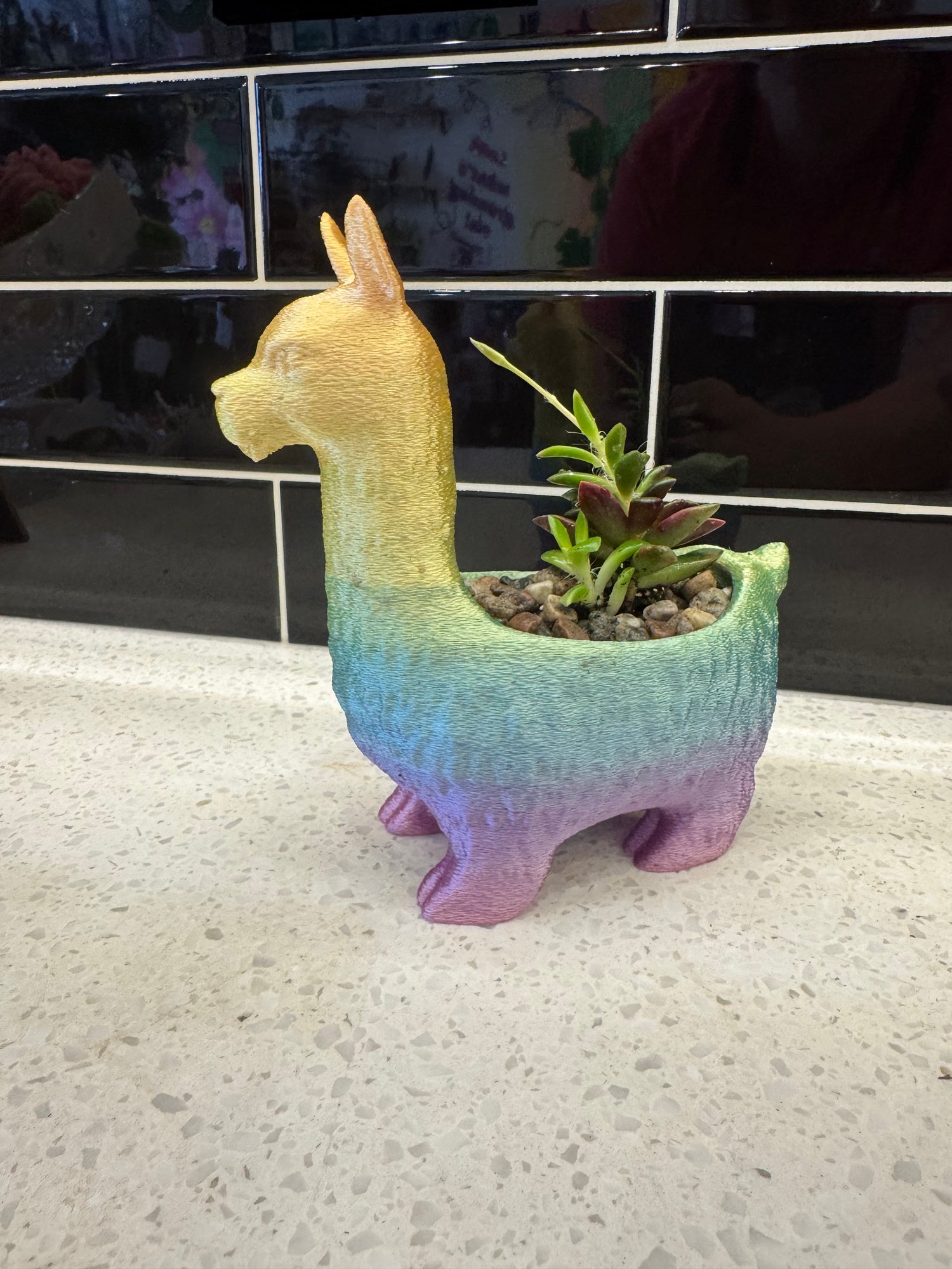 Ux 3D Rainbow Llama with Sand Rose Succulent