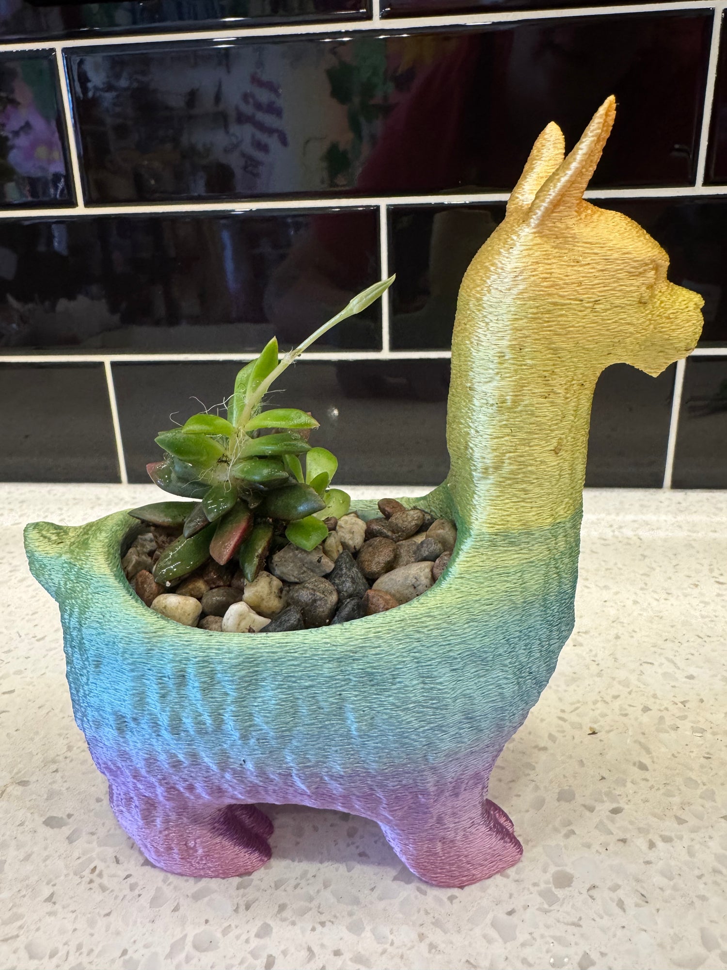 Ux 3D Rainbow Llama with Sand Rose Succulent