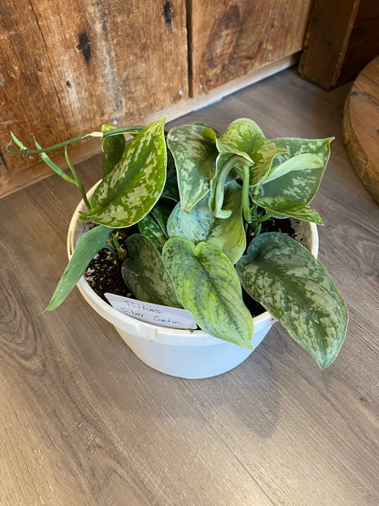 Pothos - Silver Satin