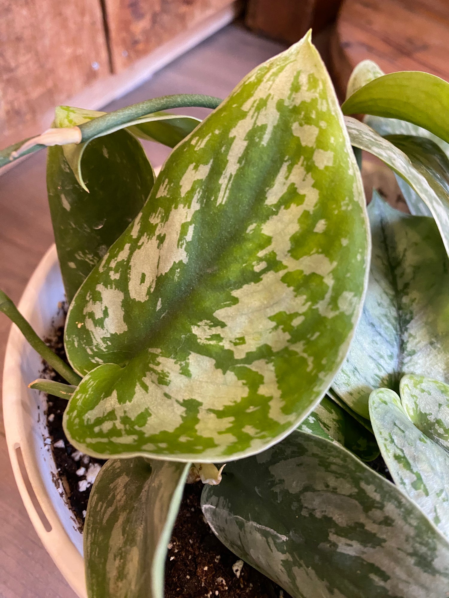Pothos - Silver Satin 8”