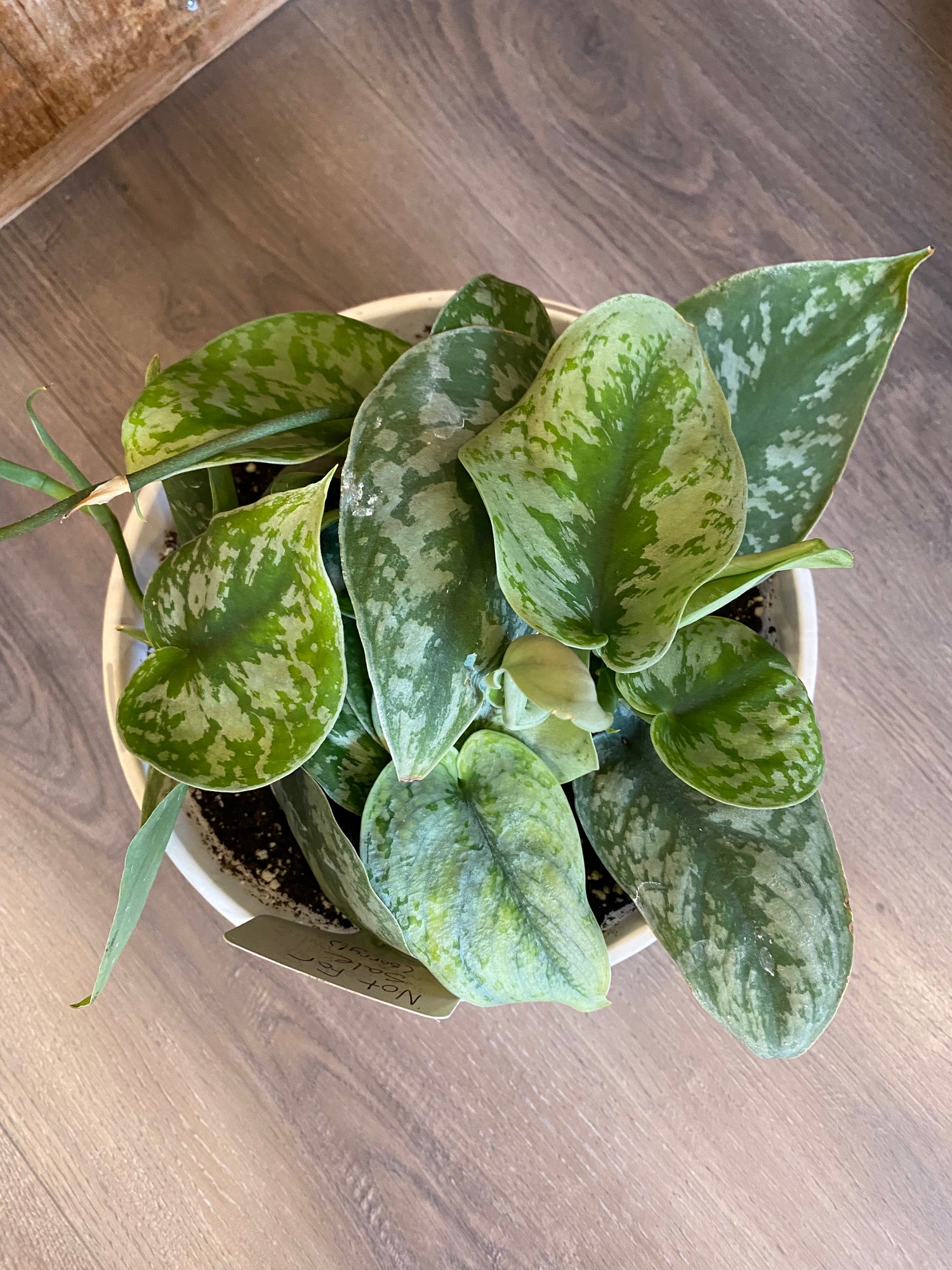 Pothos - Silver Satin 8”