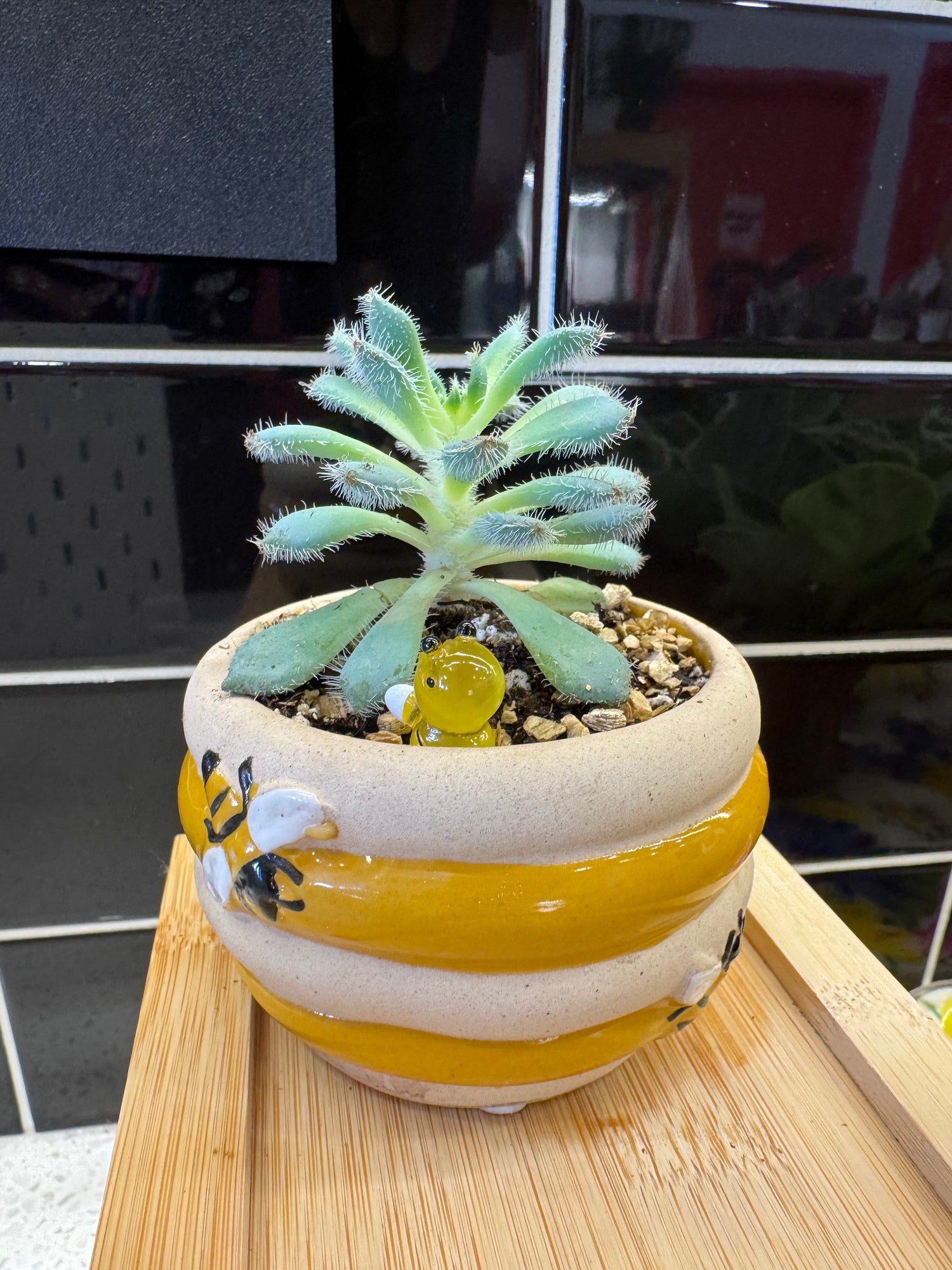 Succulent in Bee Pot
