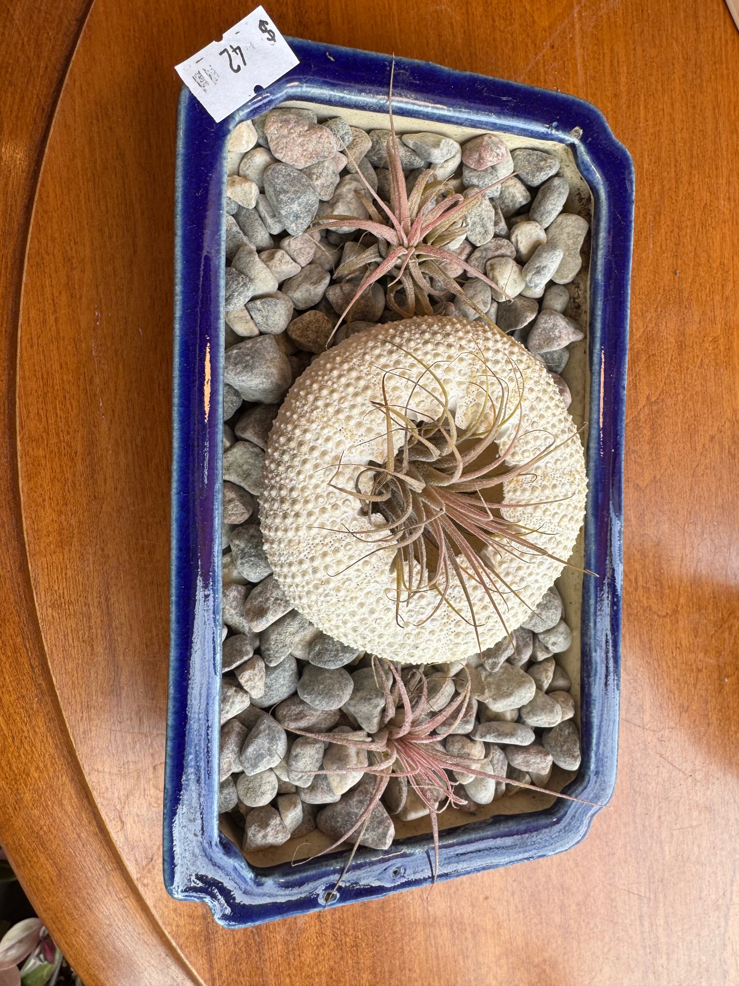 Air Plant Potted in Ceramic Pot with Stones
