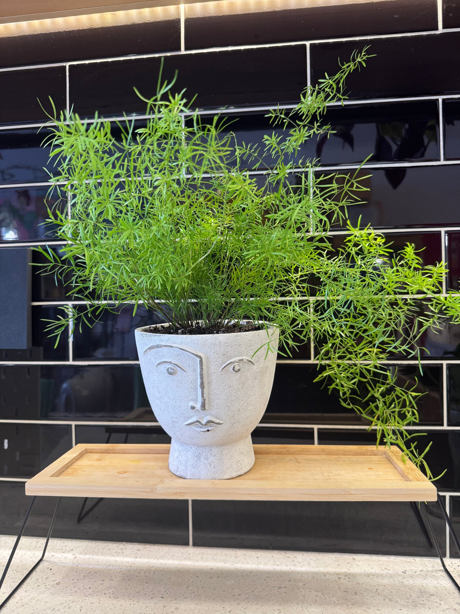 Stone Face Pot with Asparagus Fern