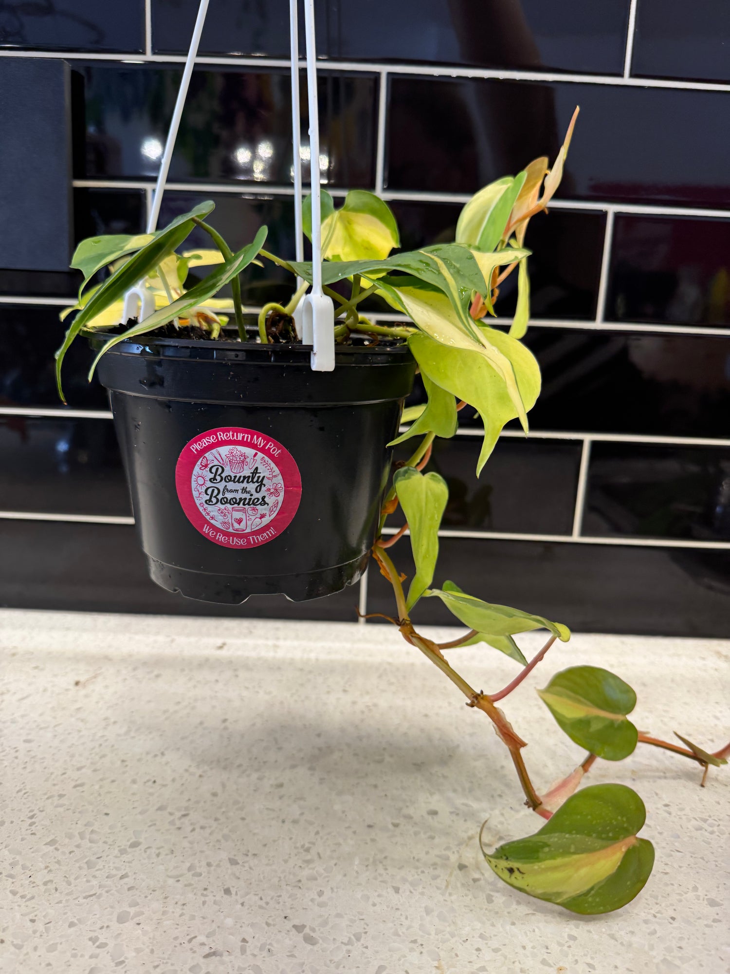 Philodendron - Brazil