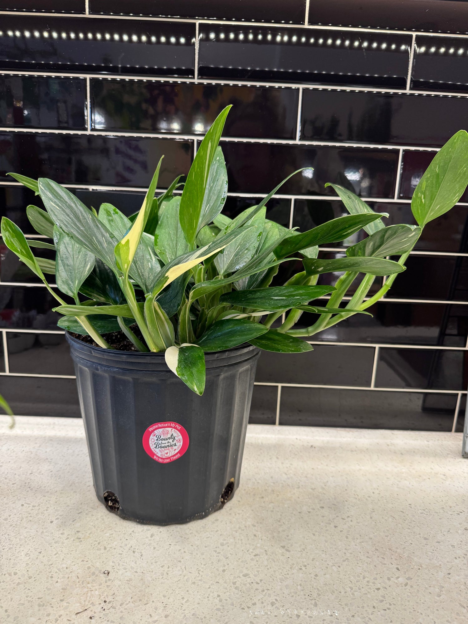 Cobra Monstera Cutting