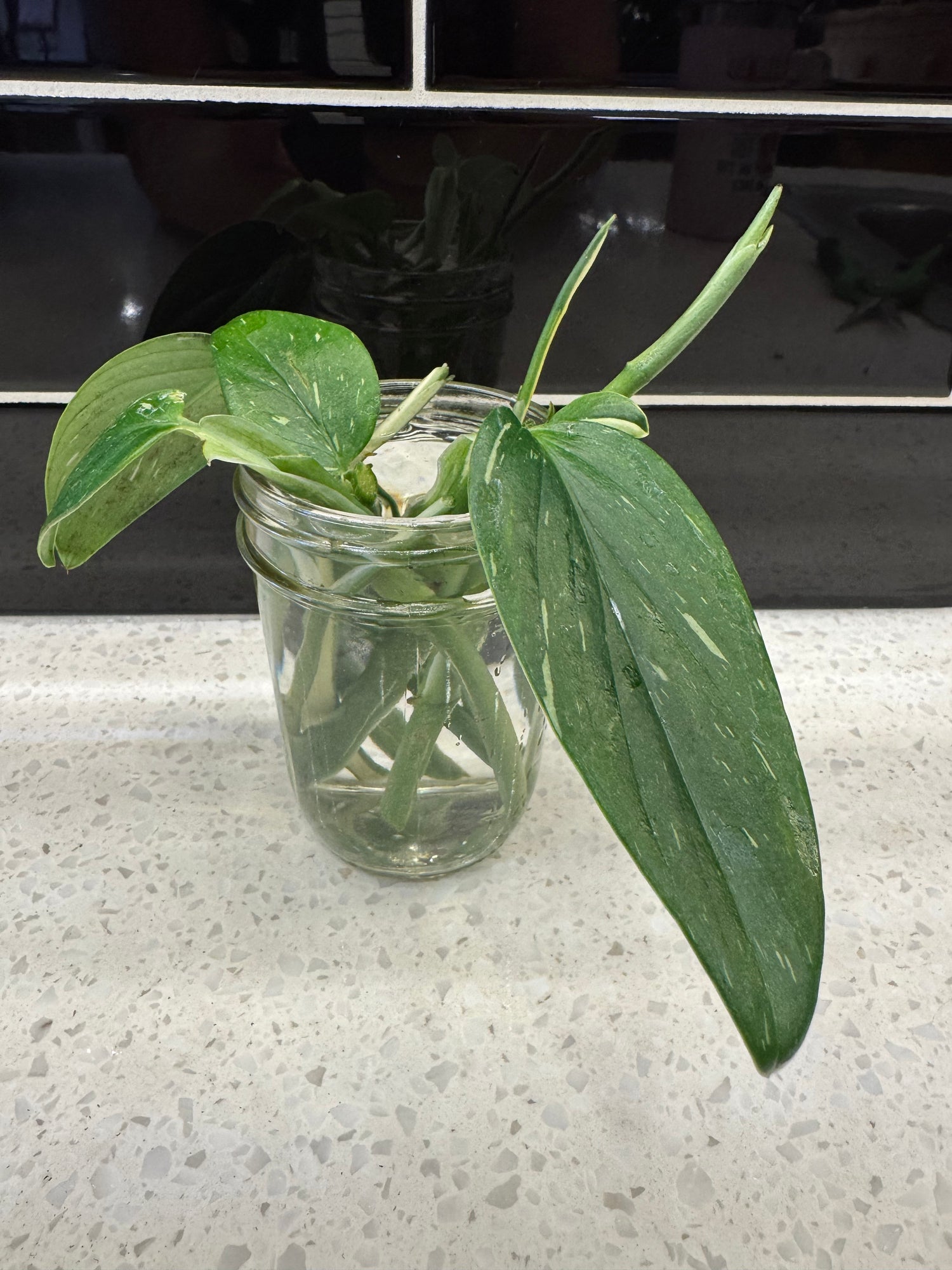 Cobra Monstera Cutting