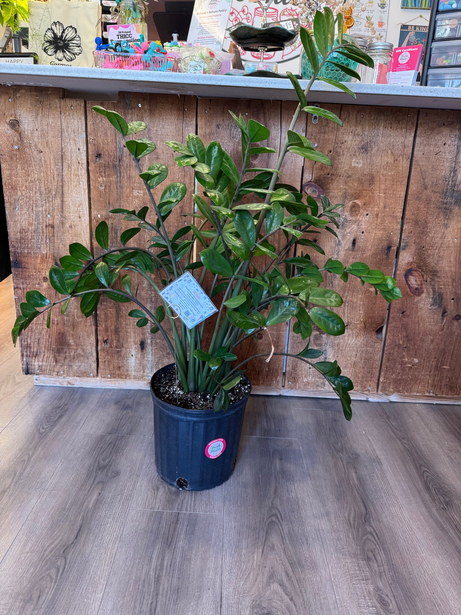 ZZ Plant