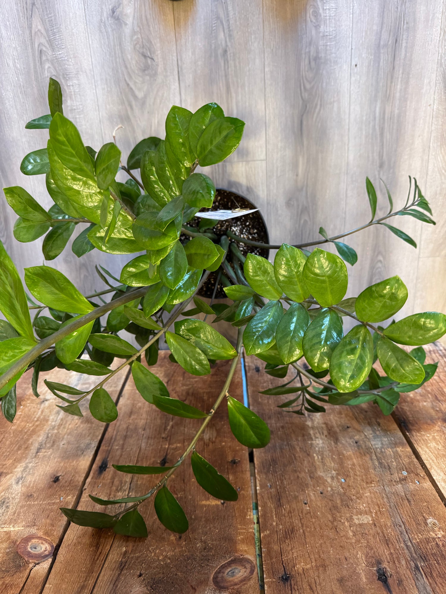 ZZ Plant