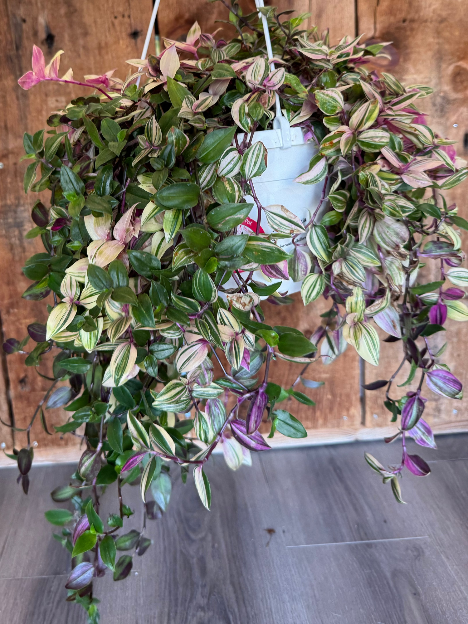 Tradescantia zebrina, Quad Colour