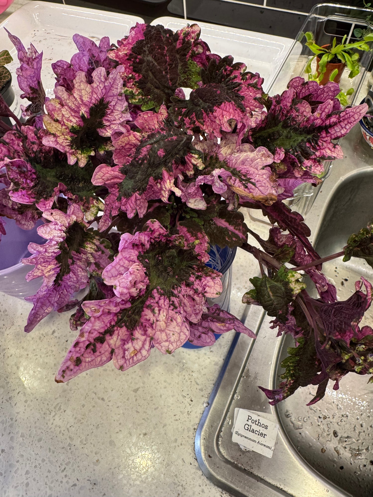 Florida Sun Rose Coleus