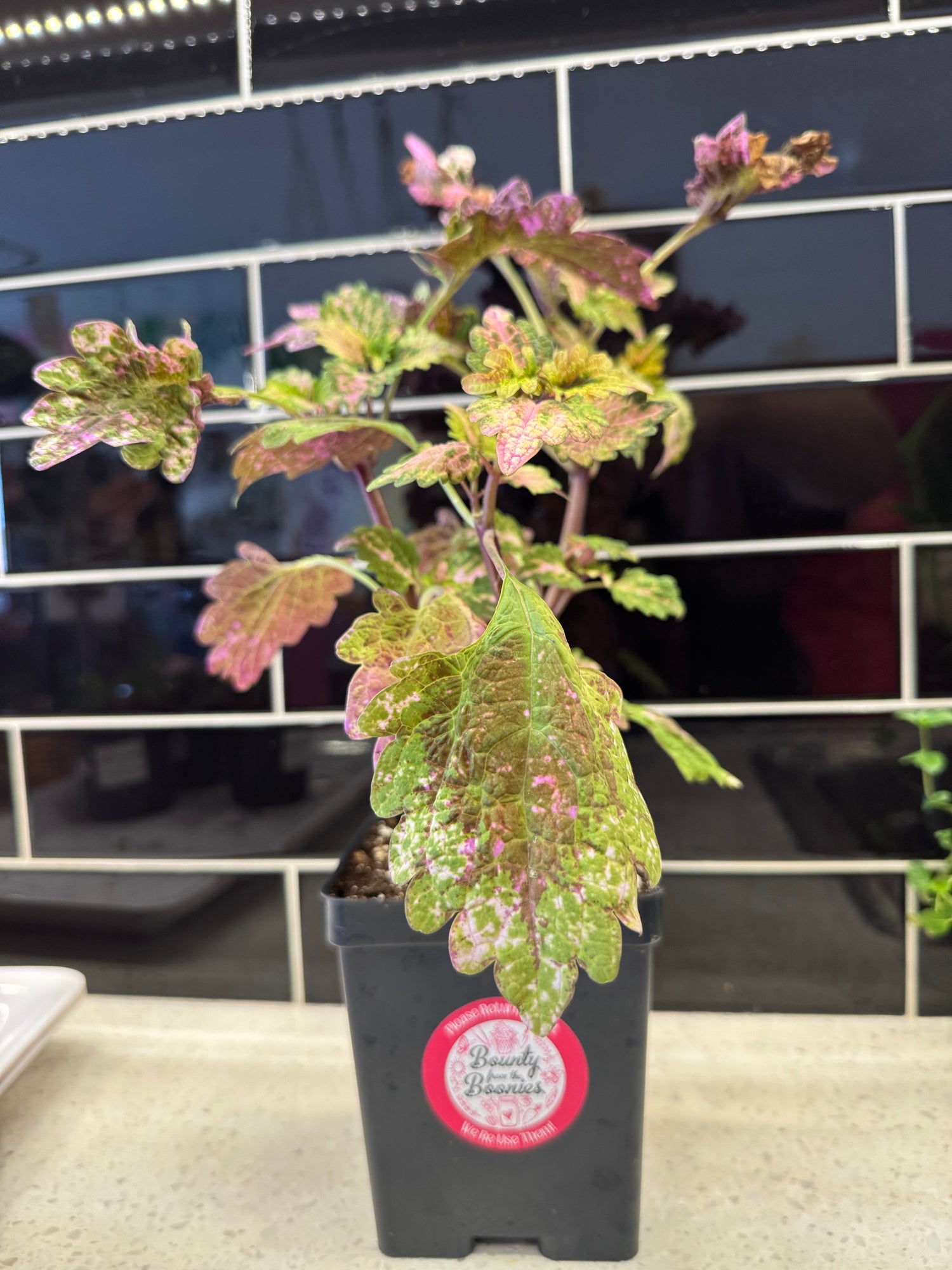 Florida Sun Rose Coleus